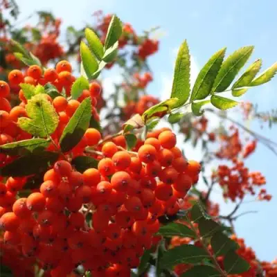 Рябина ВЕФЕД сладкоплодная в Мозыре