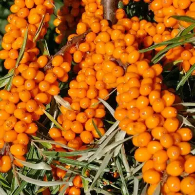 Облепиха ЕЛИЗАВЕТА в Мозыре