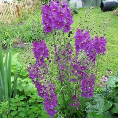 Коровяк ВИОЛЕТТА (вербаскум) в Мозыре