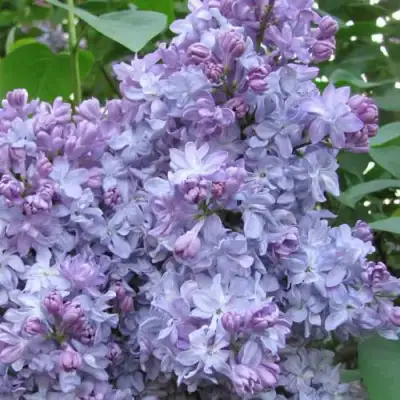 Сирень НЕБО МОСКВЫ в Мозыре