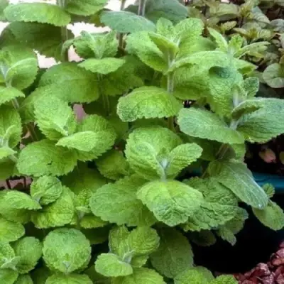 Мята яблочная в Мозыре