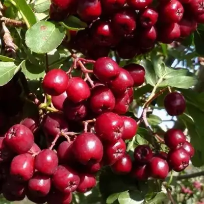 Рябина ГРАНАТНАЯ сладкоплодная в Мозыре