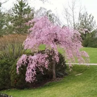 Сакура КИКУ ШИДАРЕ в Мозыре