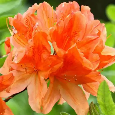 Азалия ГЕЙША ОРАНЖ японская в Мозыре