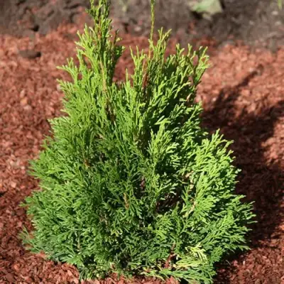 Туя МИКИ западная в Мозыре