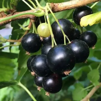 Смородина чёрная ДАБРАДЗЕЯ в Мозыре