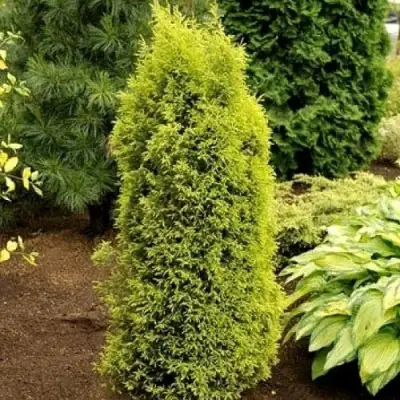 Можжевельник ГОЛД КОН обыкновенный в Мозыре