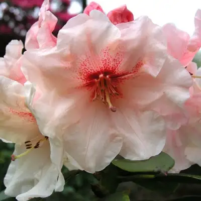 Рододендрон ХАНЯ	 в Мозыре