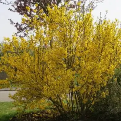 Форзиция КАМСОН промежуточная в Мозыре