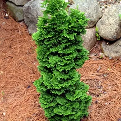 Туя СПИРАЛИС МИНИ западная в Мозыре