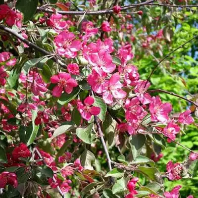 Яблоня КИТАЙКА ДОЛГО декоративная в Мозыре