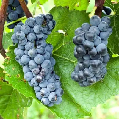 Виноград ВЭЛИАНТ в Мозыре