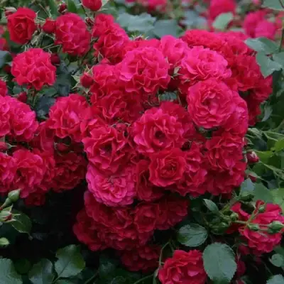 Роза РАДОСТЬ САДОВНИКА (ГАРТЕН ФРОЙДЕ) почвопокровная в Мозыре