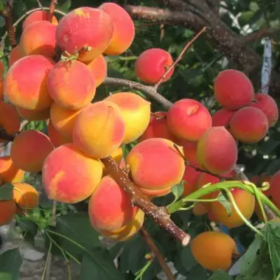 Абрикос РУБИН в Мозыре
