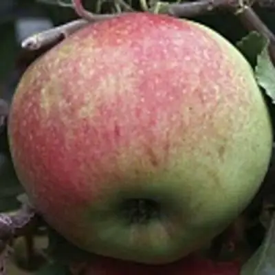Яблоня СОКОЛОВСКОЕ стелющаяся в Мозыре