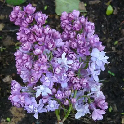 Сирень НАДЕЖДА в Мозыре