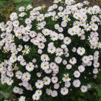 Астра ВАЙС многолетняя в Мозыре