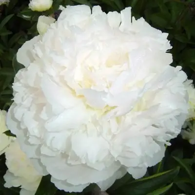 Пион УАЙТ САРА БЕРНАР травянистый в Мозыре