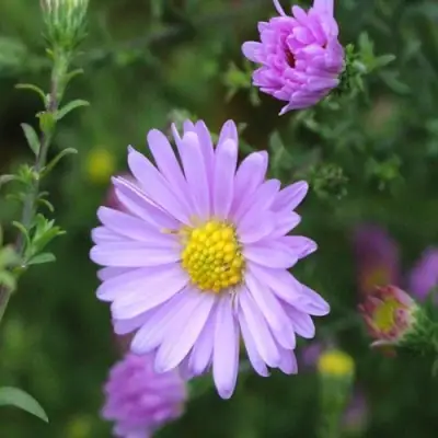 Астра СТРОУБЕРРИ ЭНД КРИМ новобельгийская в Мозыре