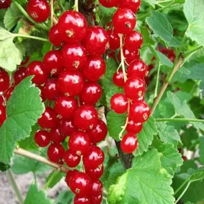Смородина красная ФЕРТОДИ в Мозыре