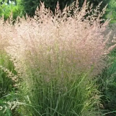 Вейник ОВЕРДАМ остроцветковый в Мозыре