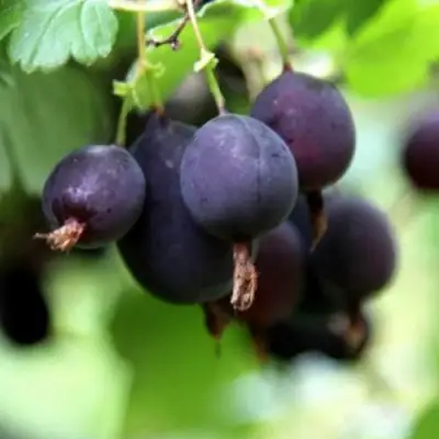 Крыжовник ЧЕРНОМОР в Мозыре