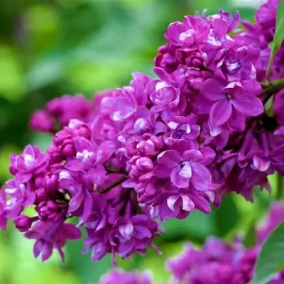 Сирень ОГНИ ДОНБАССА в Мозыре