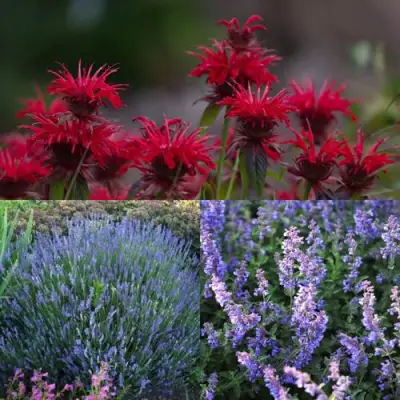 Комплект АРОМАТНЫЙ ЧАЙ в Мозыре