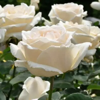 Роза БОИНГ чайно-гибридная в Мозыре