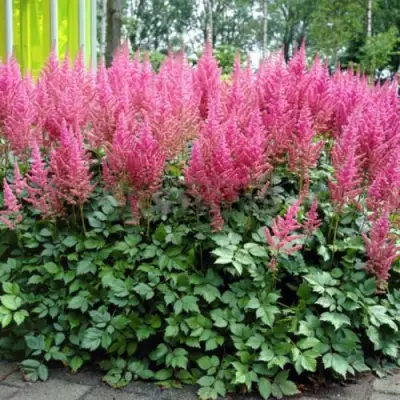 Астильба ВИЖНС ИН ПИНК китайская в Мозыре