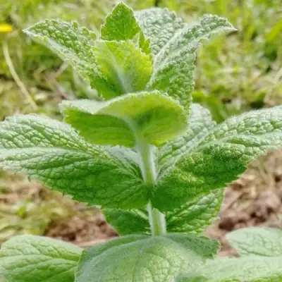 Мята яблочная в Мозыре