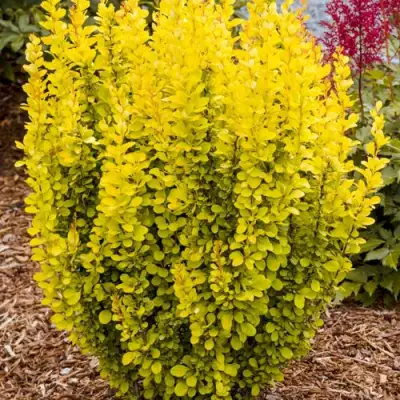 Барбарис ГОЛДЕН ТОРЧ тунберга в Мозыре