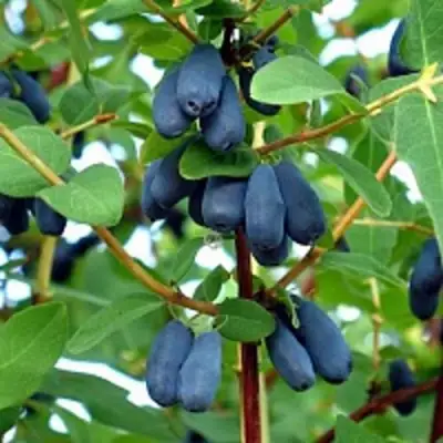 Жимолость съедобная АМФОРА в Мозыре