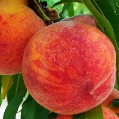 Персик ЗОЛОТОЙ ЮБИЛЕЙ в Мозыре