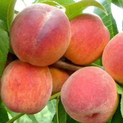 Персик ВАЙН ГОЛД Т3 в Мозыре