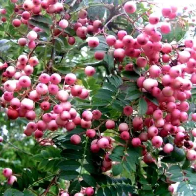 Рябина COREAL сладкоплодная  в Мозыре