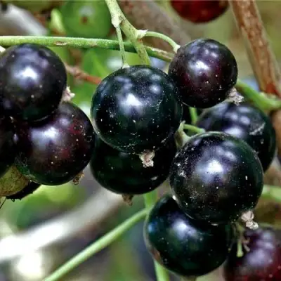 Смородина чёрная ЧЕРЕШНЁВАЯ в Мозыре