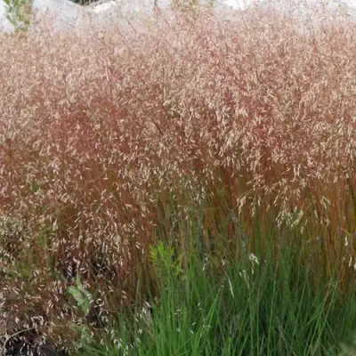 Щучка извилистая в Мозыре