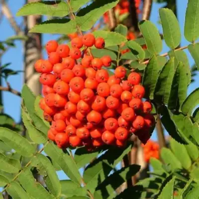 Рябина САХАРНАЯ ПЕТРОВА сладкоплодная в Мозыре