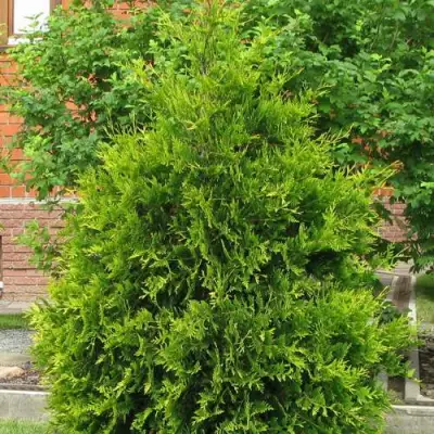 Туя АНЯ (АНИЕ) западная в Мозыре