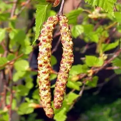 Береза бородавчатая в Мозыре