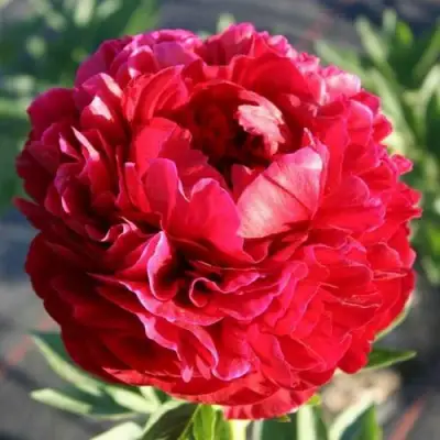 Пион ГЕНРИ БОКСТОС травянистый в Мозыре