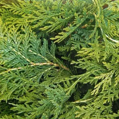 Кипарисовик ЭЛВУДИ ЭМПАЙР лавсона в Мозыре