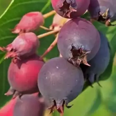 Ирга MANDAN в Мозыре