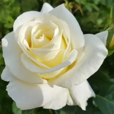 Роза МОНДИАЛЬ чайно-гибридная в Мозыре