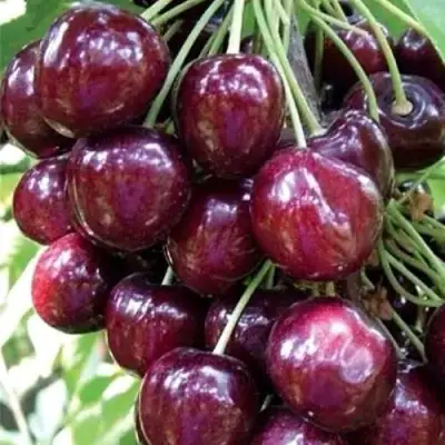 Черешня СИЛЬВИЯ колоновидная в Мозыре