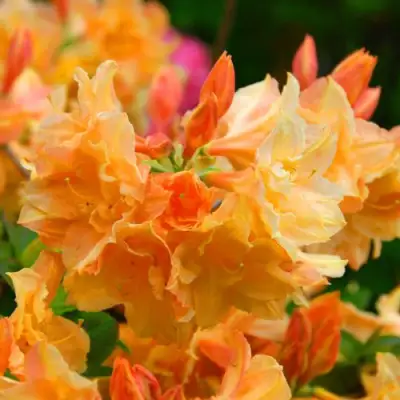 Азалия ЧАРДАШ листопадная в Мозыре