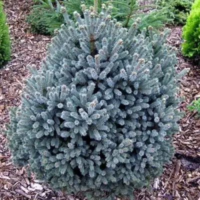 Ель НАНА сизая в Мозыре