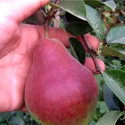 Груша РУМЯНАЯ КЕДРИНА в Мозыре