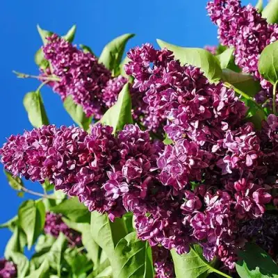 Сирень ЧАРЛЬЗ ДЖОЛИ в Мозыре